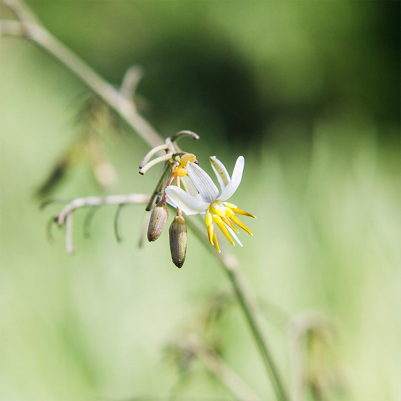 Flax Lily