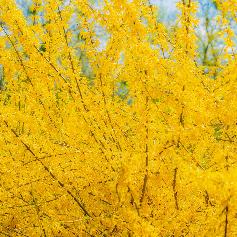 Lynwood Gold Forsythia