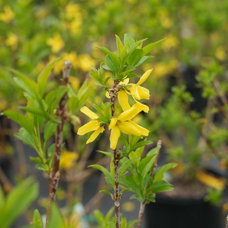 Lynwood Gold Forsythia