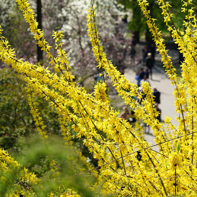 Lynwood Gold Forsythia