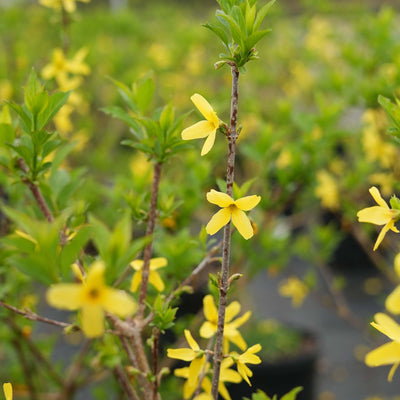 Lynwood Gold Forsythia