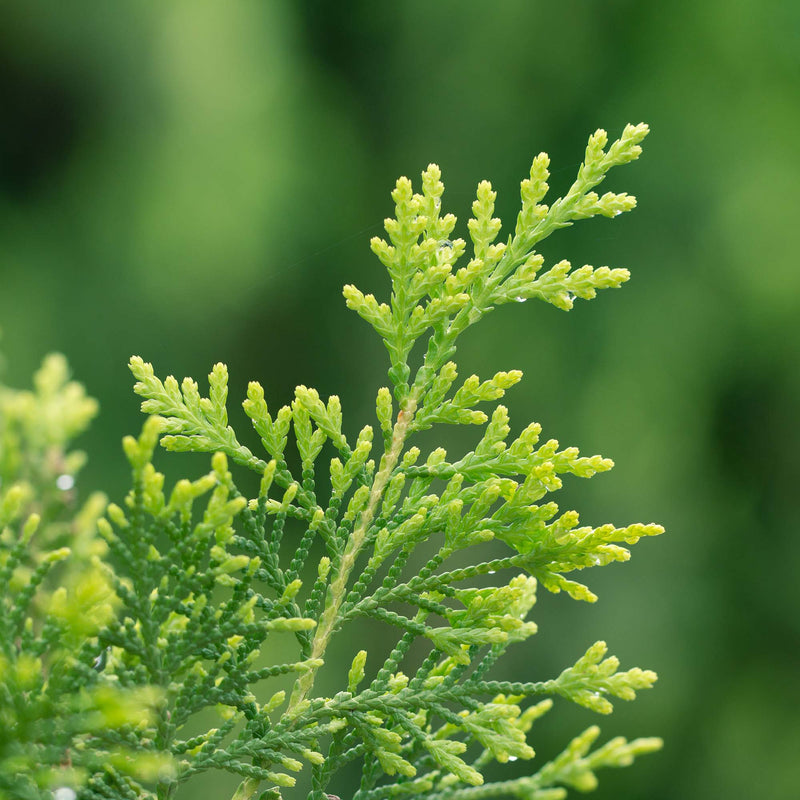 Full Speed A Hedge® Arborvitae