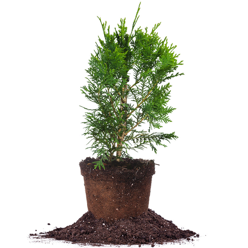 Full Speed A Hedge® Arborvitae