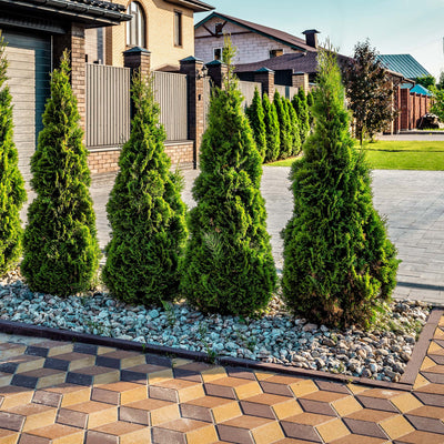 Full Speed A Hedge® Arborvitae