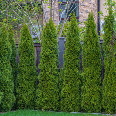 Full Speed A Hedge® Arborvitae