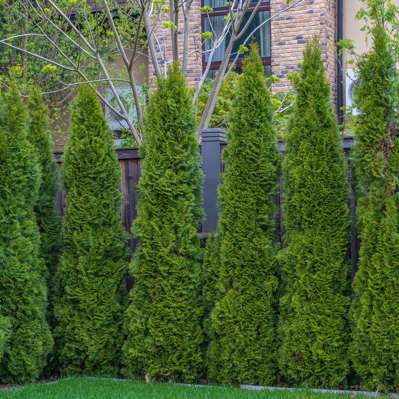 Full Speed A Hedge® Arborvitae