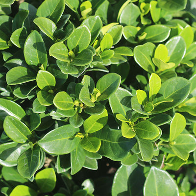 Kleim's Hardy Gardenia Shrub
