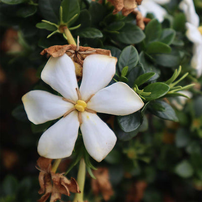 Kleim's Hardy Gardenia Shrub