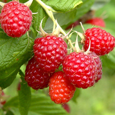 Glencoe Raspberry