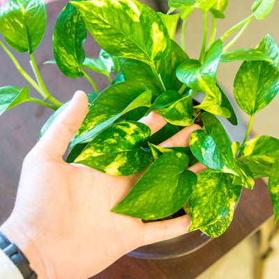 Golden Pothos