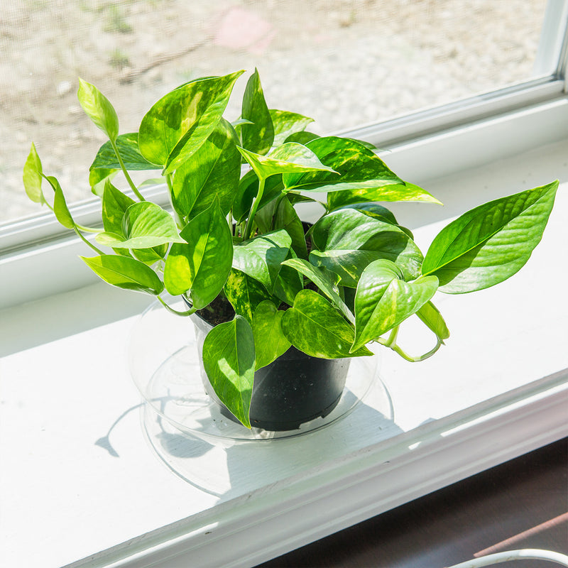 Golden Pothos