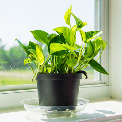 Golden Pothos