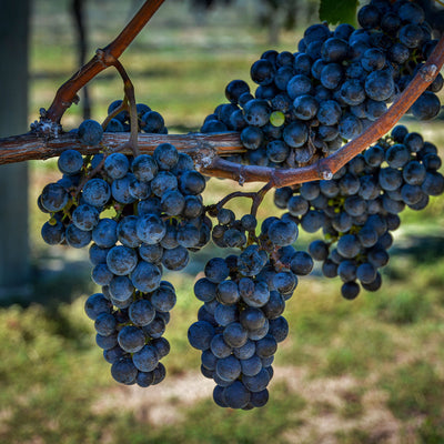 Concord Grape Vine