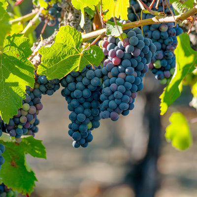 Concord Grape Vine