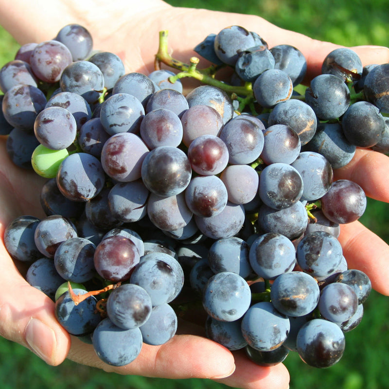 Concord Grape Vine