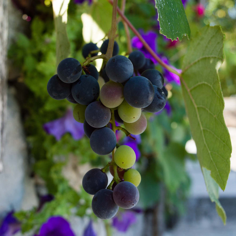 Fredonia Grape