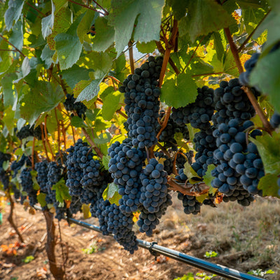 Mars Purple Grape Vine