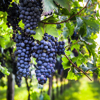 Mars Purple Grape Vine