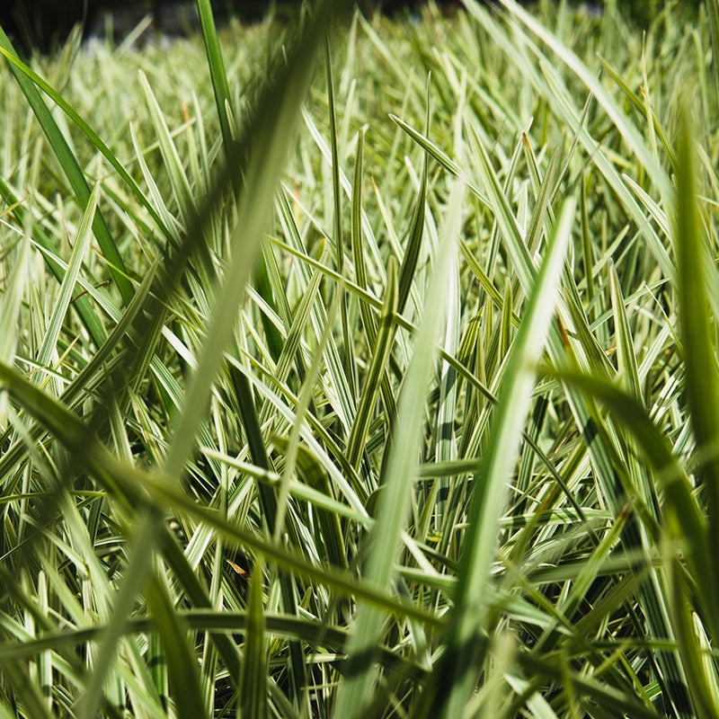 Aztec Grass