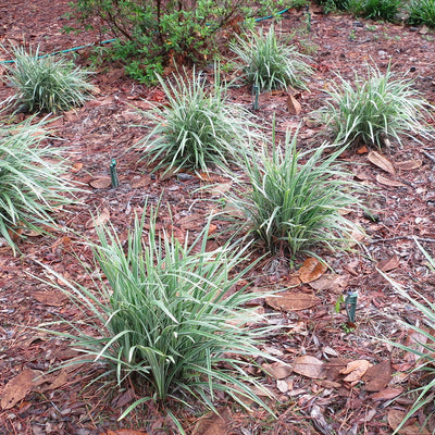 Aztec Grass