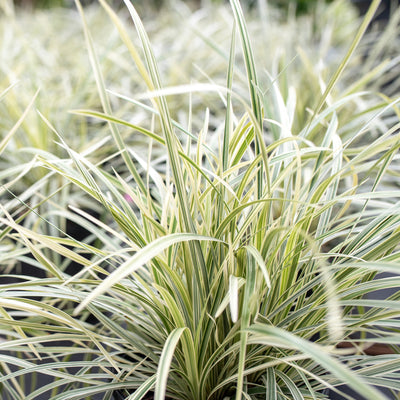 Aztec Grass