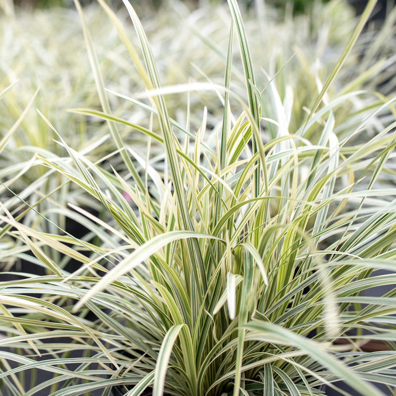 Aztec Grass