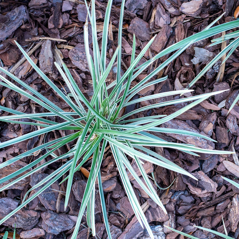 Aztec Grass