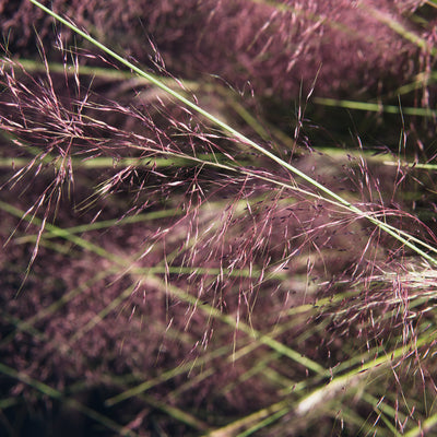 Dwarf Pink Muhly Grass