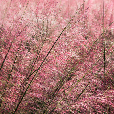 Dwarf Pink Muhly Grass