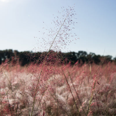 Dwarf Pink Muhly Grass