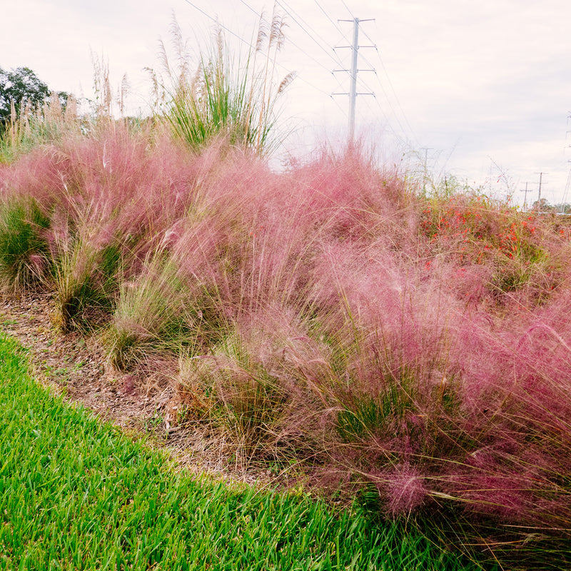 Dwarf Pink Muhly Grass