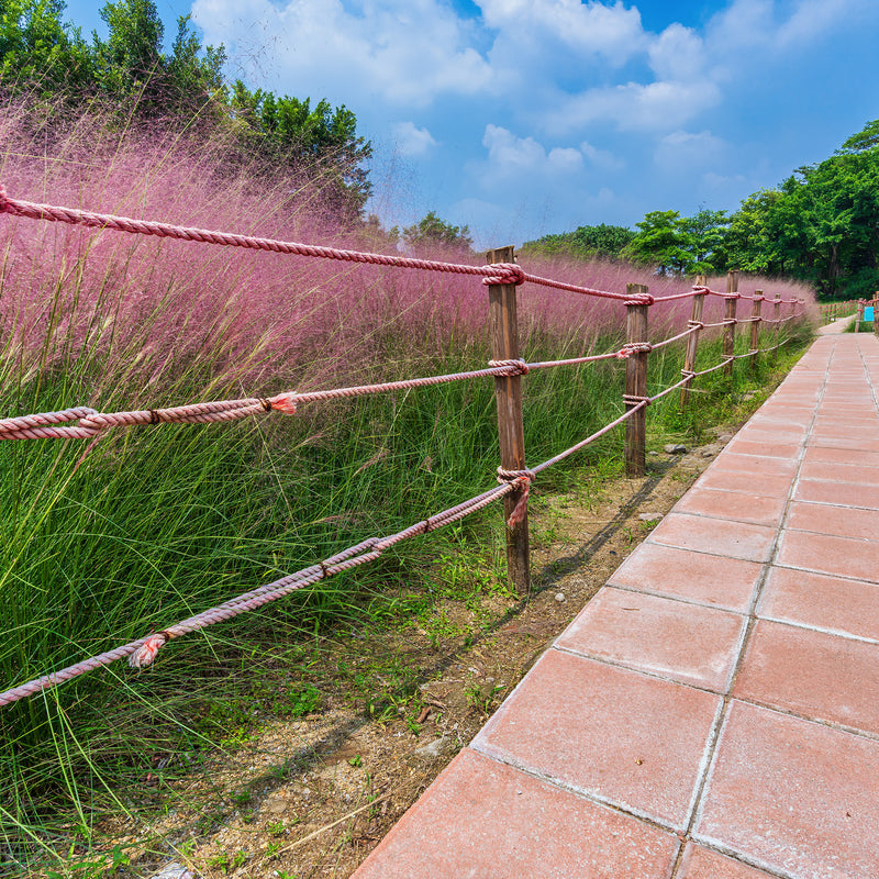 Dwarf Pink Muhly Grass