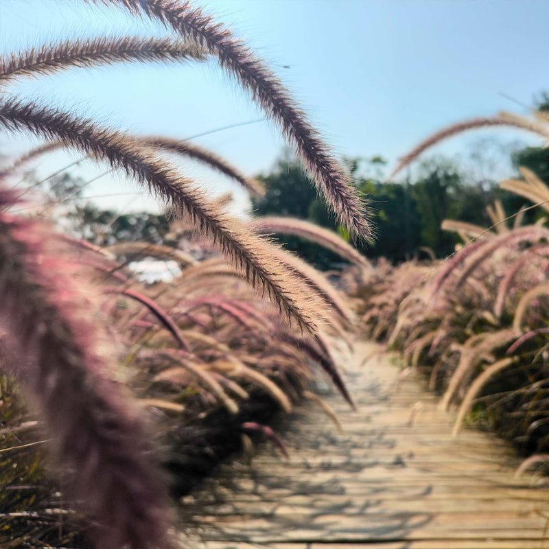 Purple Fountain Grass