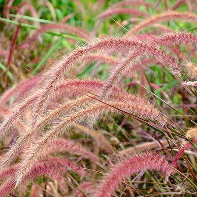 Purple Fountain Grass