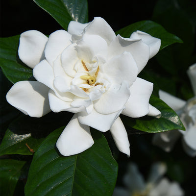 August Beauty Gardenia