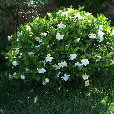 August Beauty Gardenia