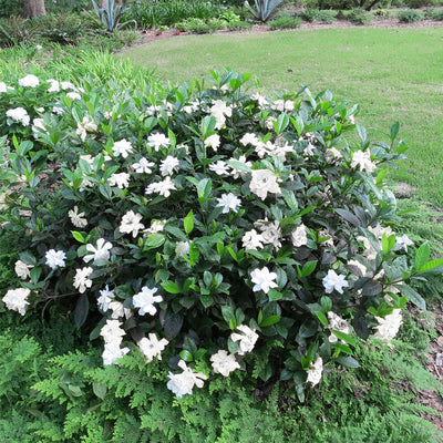 August Beauty Gardenia