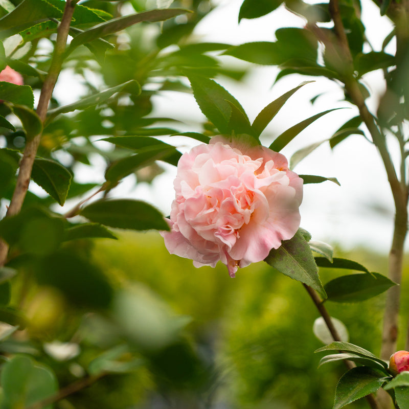 High Fragrance Camellia