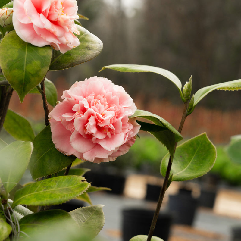 High Fragrance Camellia