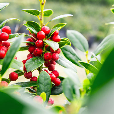 Dwarf Burford Holly