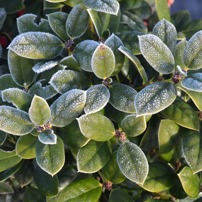 Dwarf Burford Holly