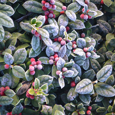 Dwarf Burford Holly