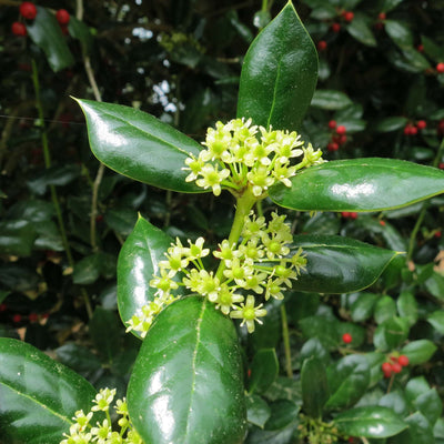 Dwarf Burford Holly