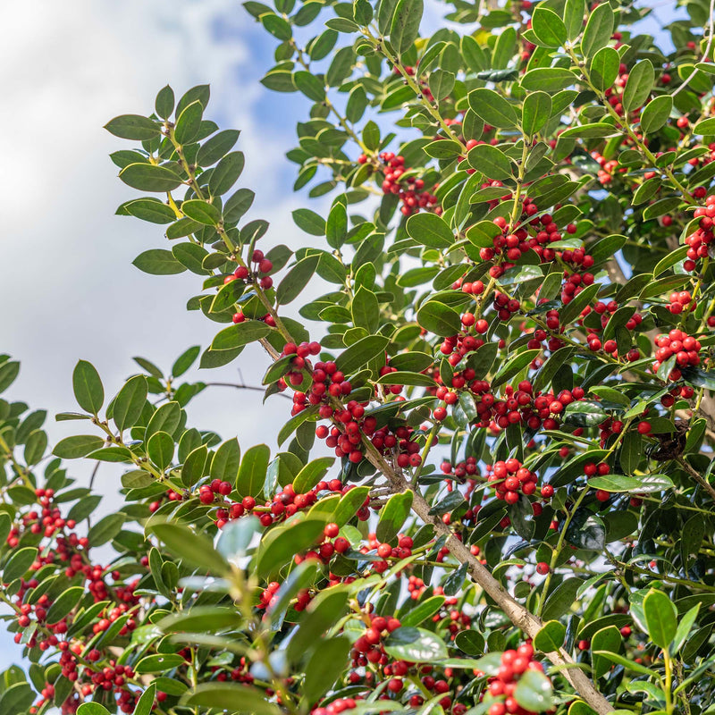 Needlepoint Holly