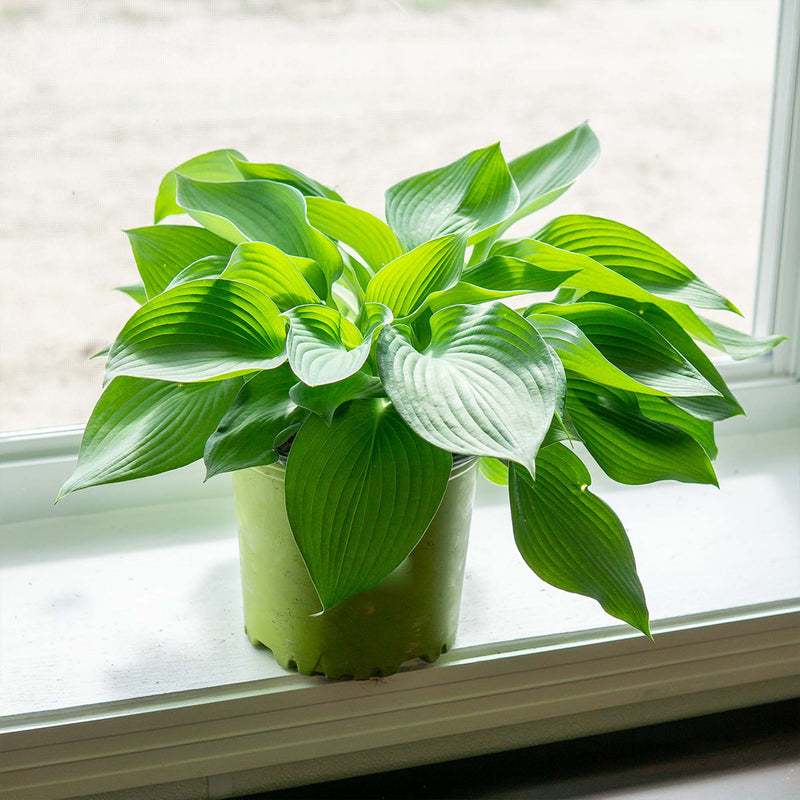 Elegans Hosta