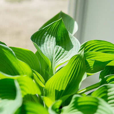 Elegans Hosta