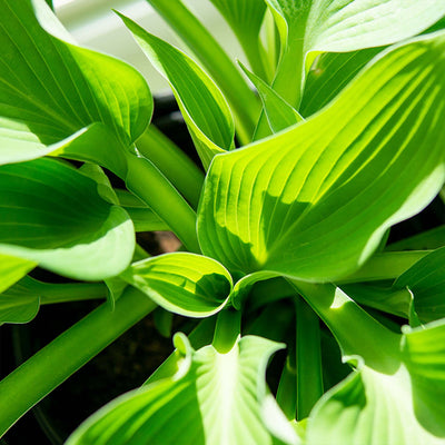 Elegans Hosta