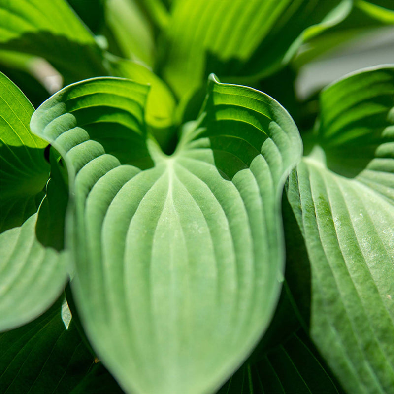 Elegans Hosta