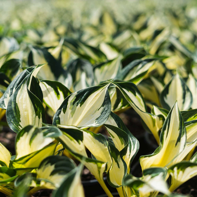 Fire & Ice Hosta