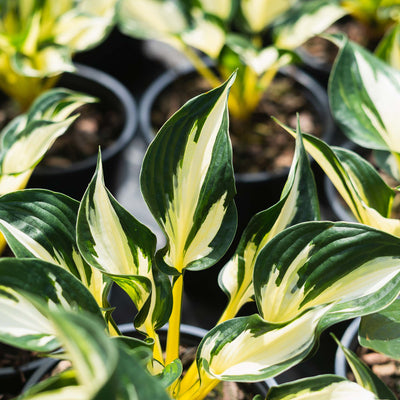 Fire & Ice Hosta